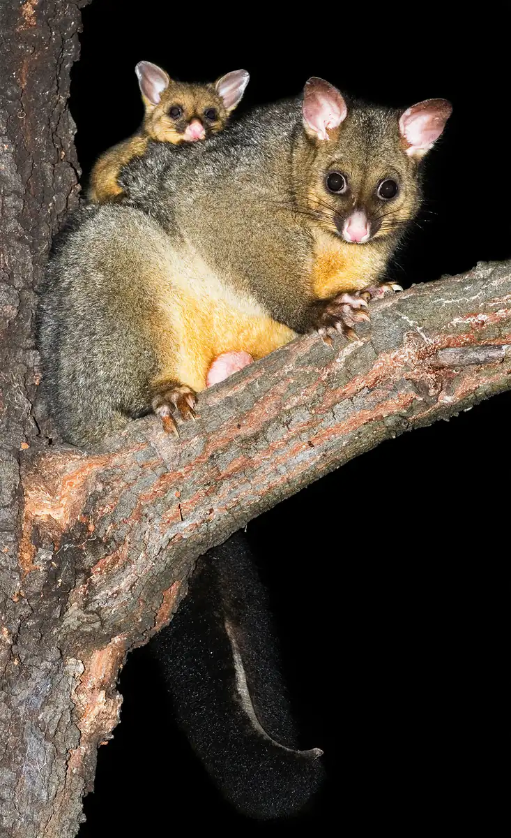 Possum removal Melbourne