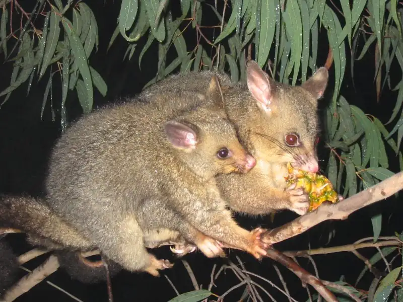 Strata apartment building possum removal Australia
